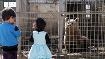 Kiwi's bid to save bear, lion in ISIS-held Mosul