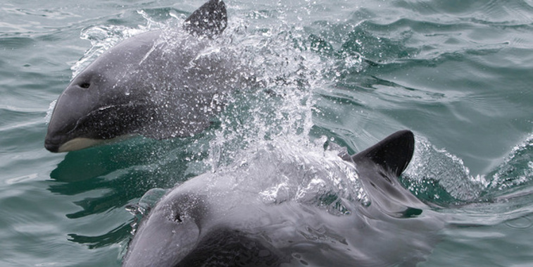 A Hector's dolphin swims with her newborn calf. Photo / Shaun Wilson