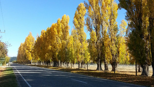 Jacque Tucker: Autumn planting 