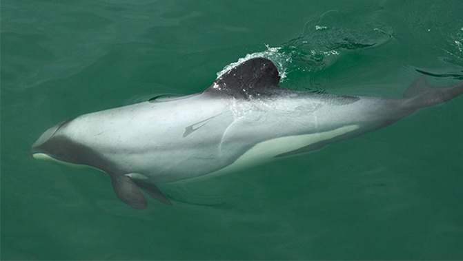 DOC is investigating whether the dolphins were killed by fishing nets or natural causes. (James Shook)