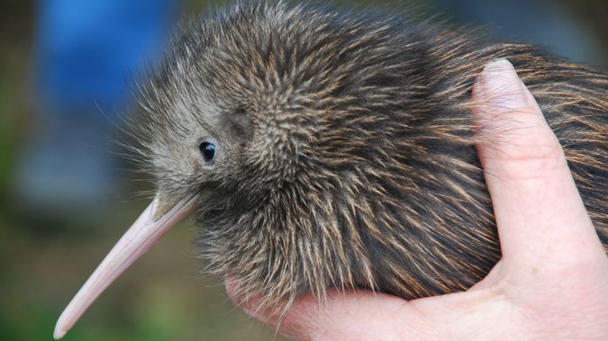 Six North Island brown kiwi have been placed in the Hunua Ranges this weekend. (Getty)