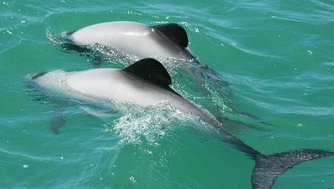 Maui's Dolphin (Department of Conversation).
