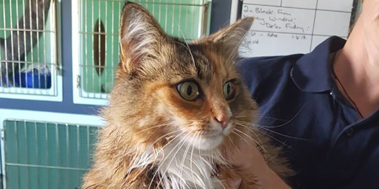This soggy moggy was rescued from the floods (Supplied) 