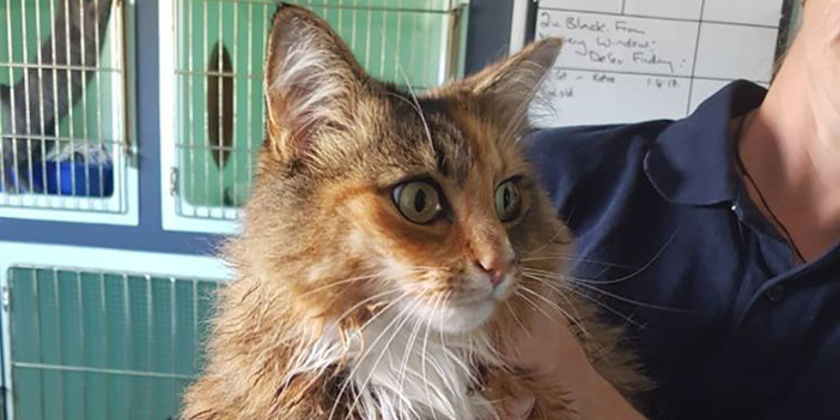 This soggy moggy was rescued from the floods (Supplied)