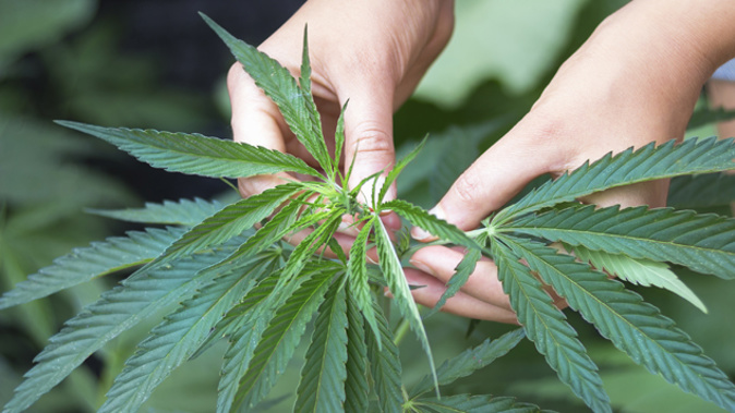 A New Zealand man has been arrested in Ireland, after police swooped on a cannabis growing operation. (iStock)