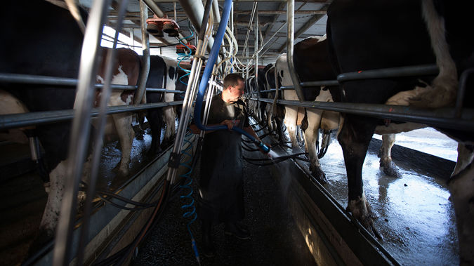 The Global Dairy Trade Index is up another 3.1 percent in the latest auction overnight (Getty Images)