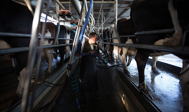 The Global Dairy Trade Index is up another 3.1 percent in the latest auction overnight (Getty Images)
