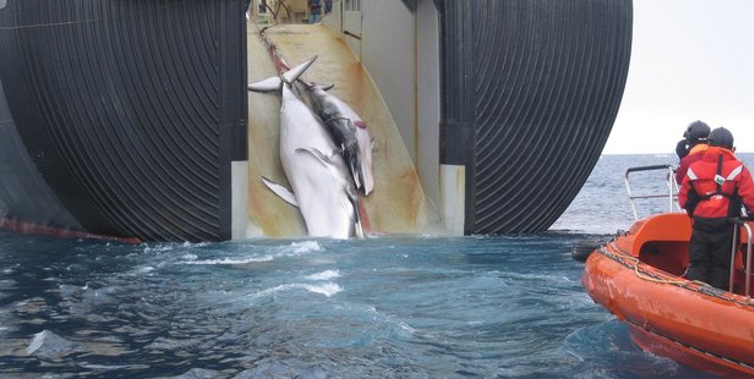 Two whales are hauled aboard the factory ship Nisshin Maru in 2008. Supplied photo / Australian Customs Service