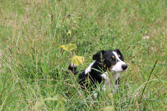 Rusty and his owner sniffed out 55 contaminated properties in last year's programme to destroy the weed (Photo supplied) 