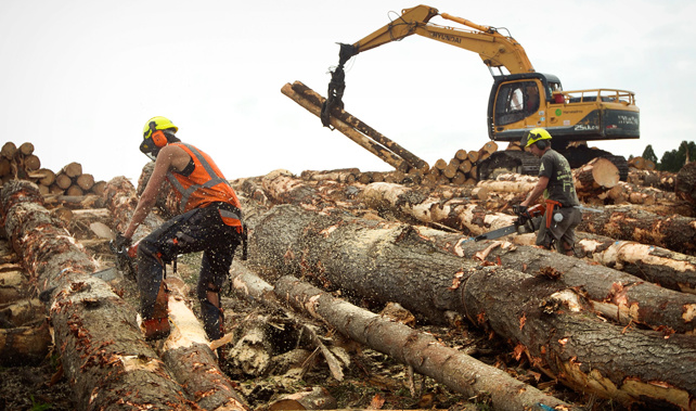 The forestry industry is marking Worker Memorial Day today by launching a major safety initiative (File photo)