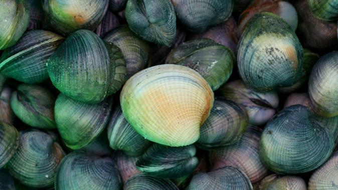 People are being warned not to collect or eat shellfish from Raglan Harbour and the Waikato's west coast this weekend. (NZ Herald)
