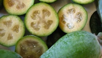 Jacque Tucker: How to have your own Feijoa grove at home
