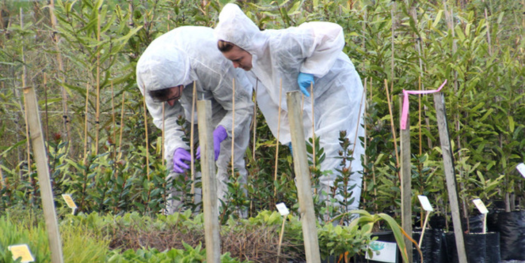 MPI officials examine plants at Kerikeri Plant Production for signs of the fungal disease myrtle rust. (Peter de Graaf)