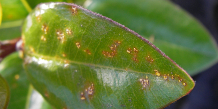 Myrtle rust on a plant at Kerikeri Plant Production, where the infestation was first found.