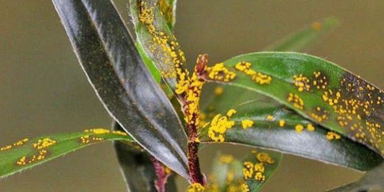 Myrtle rust has been found in a Taranaki plant nursery, the Ministry for Primary Industries has confirmed. (Photo/File)