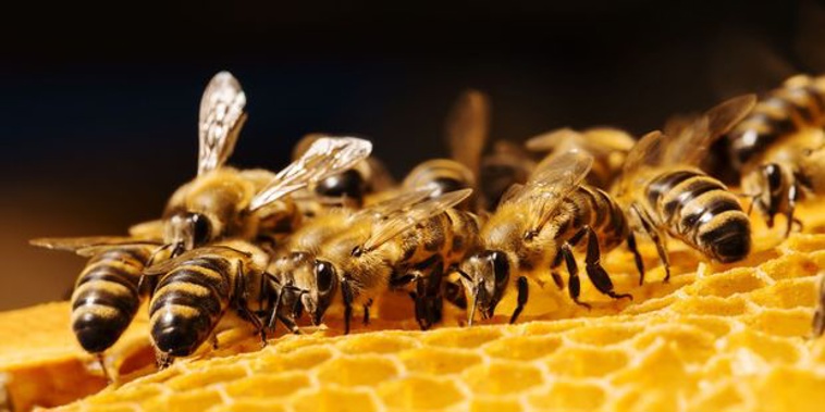 A company that claimed Chinese bee pollen it was exporting was made in New Zealand, and its director, have been stung with fines of more than $500,000. (NZH)