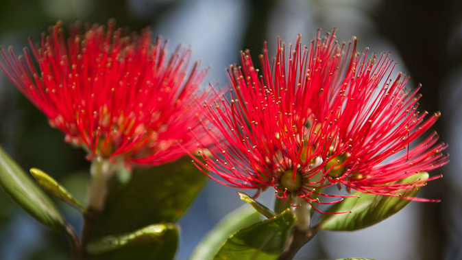 Myrtle Rust affects pohutukawa tress (Getty Images)