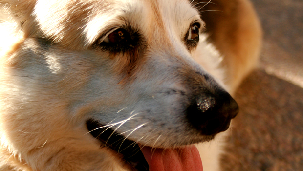 The idea of raw feeding is to give animals food resembling what they'd get if they were in the wild - a mix of raw meat, bone, and offal. (Stockxchng)