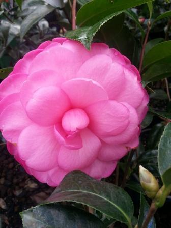 Jacque Tucker: Camellias