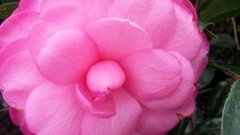 Camellias fit into just about any style of garden, and their glossy green foliage looks good all year round. (Supplied)