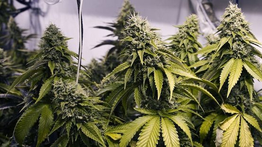 CBD is not psychoactive. Photo / File