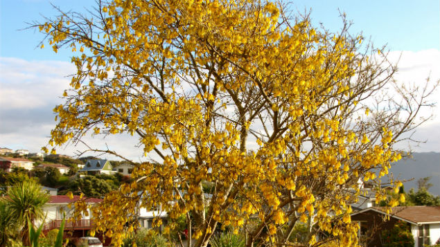 Jacque Tucker: The Queens Birthday Honours list