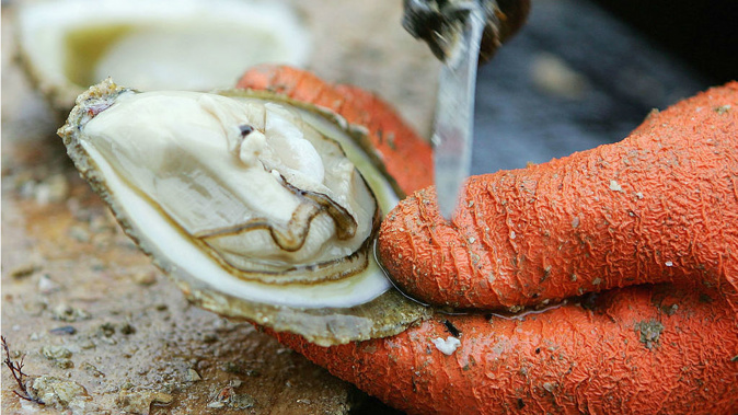 MPI has ordered the removal of every single oyster from Stewart Island's Big Glory Bay, after the lethal Bonamia parasite was found there. (Getty)