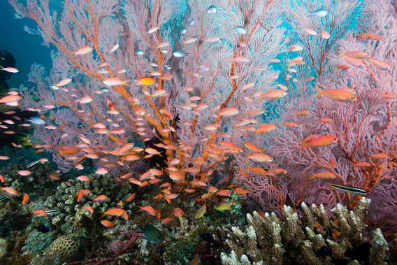 Thirteen hundred commitments have been made at the end of a five-day Ocean Conference, at the United Nations. (Getty)