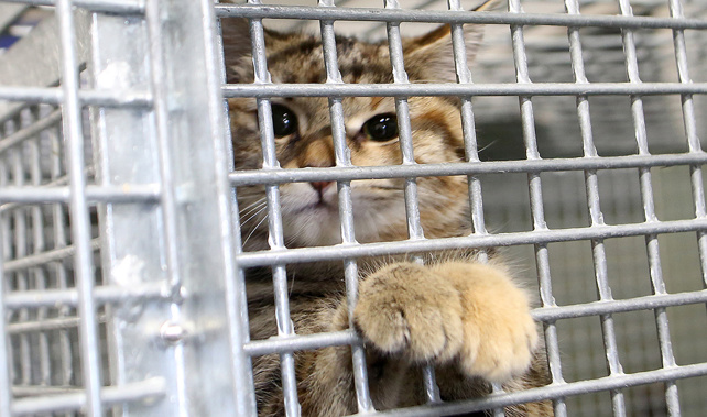 A cat at the SPCA (Photo / NZME)