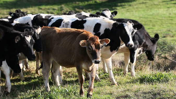 Dairy cows (Photo / Getty Images)