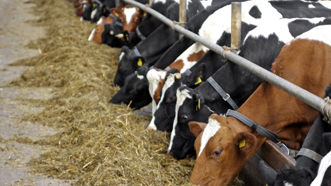 Medical officer Dr Jonathan Jarman said the bacteria, called STEC, is found in cattle and other animals intestines (iStock)