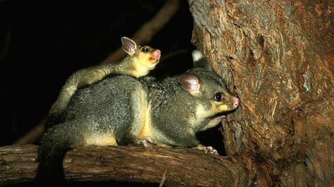 Joeys were taken from their mother's pouch and drowned in a bucket of water during an annual fundraising hunt for a South Auckland school. (Getty Images)