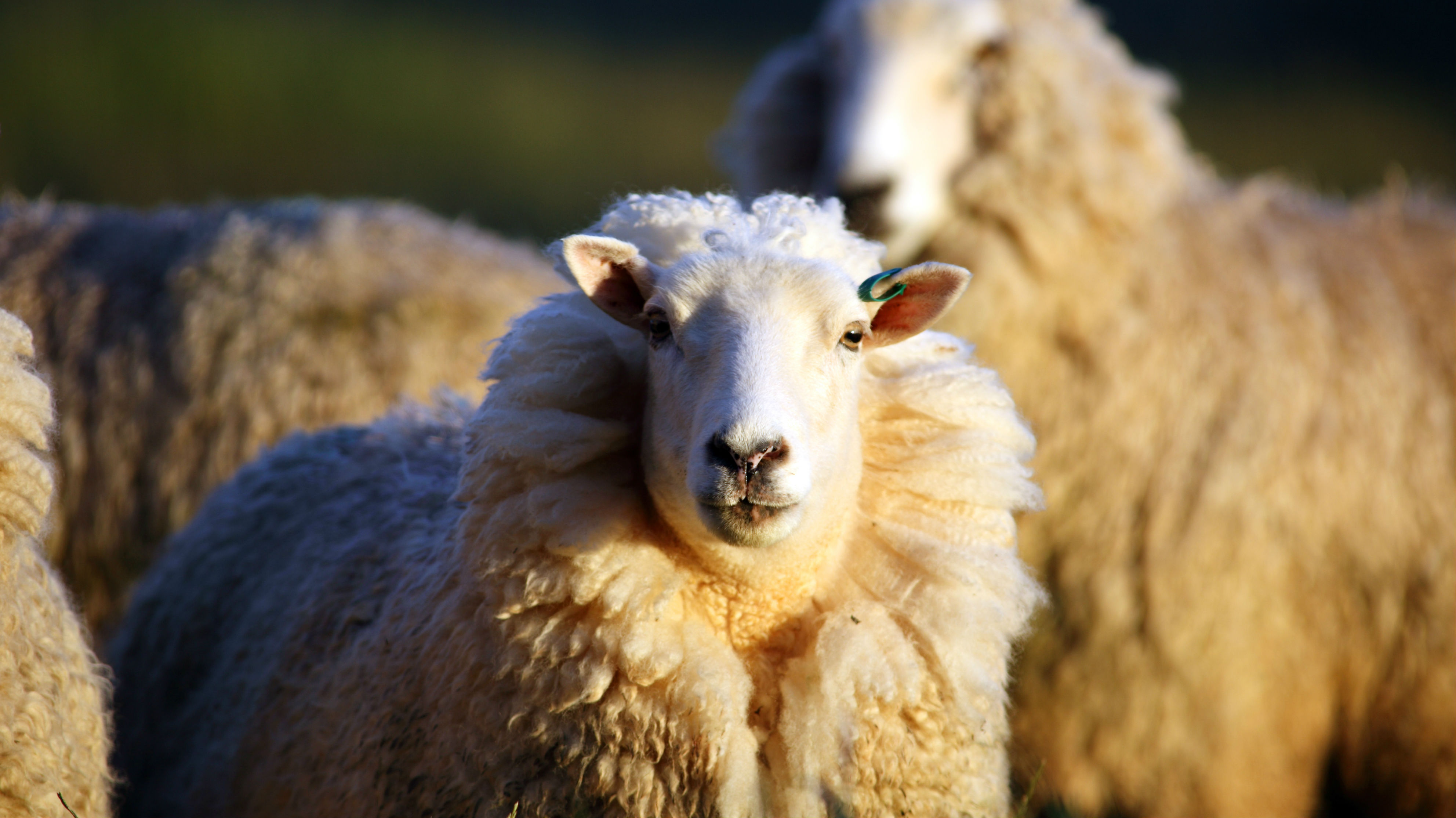 (Photo \ Getty Images)