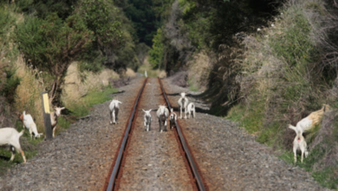 The Gisborne rail line, pictured here with goats running amok,  is one the Party wants to focus on first (NZH).