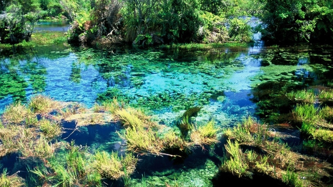 Te Waikoropupu Springs, near Nelson, is believed to be one of the clearest water bodies in the world. (Image supplied by Latitude Nelson)