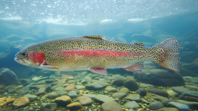 Rainbow trout (Getty Images).
