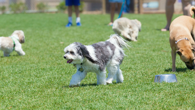 You wouldn’t let your child just go around defecating here there and everywhere, and nor should you let your dog. (Photo \ Getty Images)