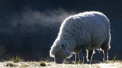 Steam pours off into the cold air as a sheep begins to thaw-out from this mornings severe frost in the Bay of Plenty. Photo / Alan Gibson