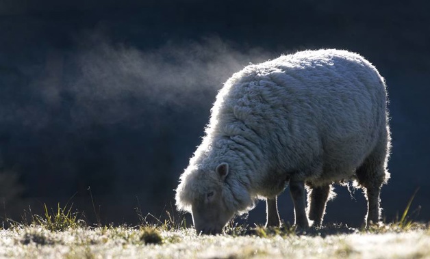 Steam pours off into the cold air as a sheep begins to thaw-out from this mornings severe frost in the Bay of Plenty. Photo / Alan Gibson