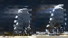 Steam pours off into the cold air as a sheep begins to thaw-out from this mornings severe frost in the Bay of Plenty. Photo / Alan Gibson