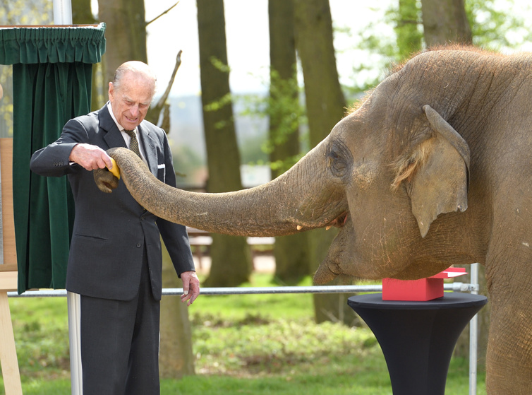 The Duke feeds an elephant at a UK zoo, 2017