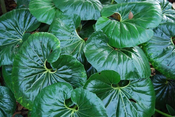 Ligularia reniformis (Image / Jacque Tucker)