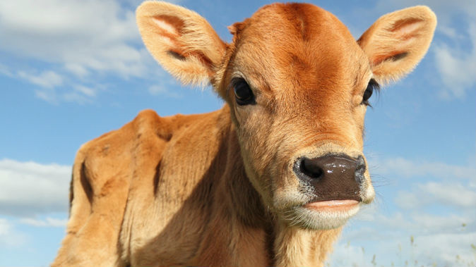 Wairarapa farmers will need to adapt as the area becomes hotter and drier over the next 70 years. (Photo \ Getty Images)