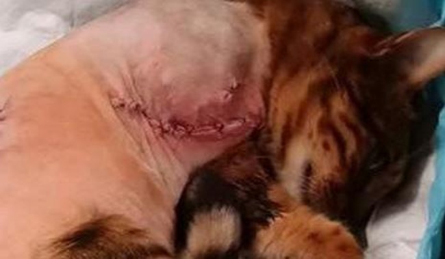 Steve Constable's Bengal cat Misty was shot in the shoulder and stomach and left for dead, just over a week ago (Givealittle)