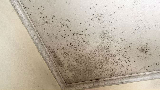 Christchurch TPA Manager Di Harwood said a lot of people with damp homes don't have the money to pay for something else. (Photo \ Ben Fraser)