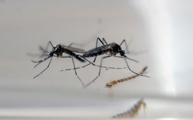 Malaria is mainly transmitted by mosquitoes (Image / Getty Images)