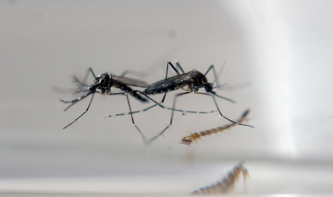 Malaria is mainly transmitted by mosquitoes (Image / Getty Images)