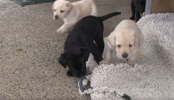 VIDEO: Police unveil cutest new recruits