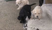 VIDEO: Police unveil cutest new recruits
