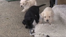 VIDEO: Police unveil cutest new recruits